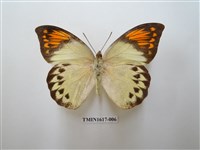 藏品(橙端粉蝶)的圖片